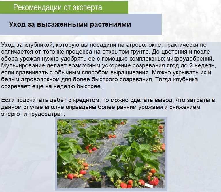 Подкормка клубники весной. рецепты подкормки для клубники.