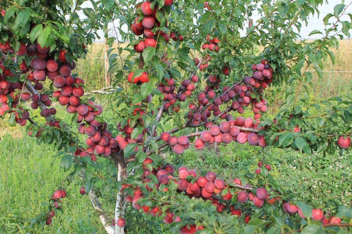 Как выбрать лучшие сорта алычи для подмосковья?