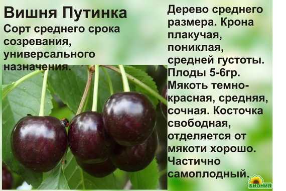 Лучшие сорта вишни для подмосковья, выращивание и уход