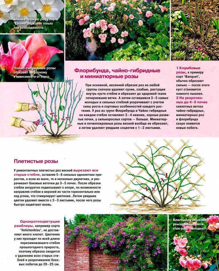 Чайно-гибридные розы (100 фото): лучшие сорта, посадка, цветение