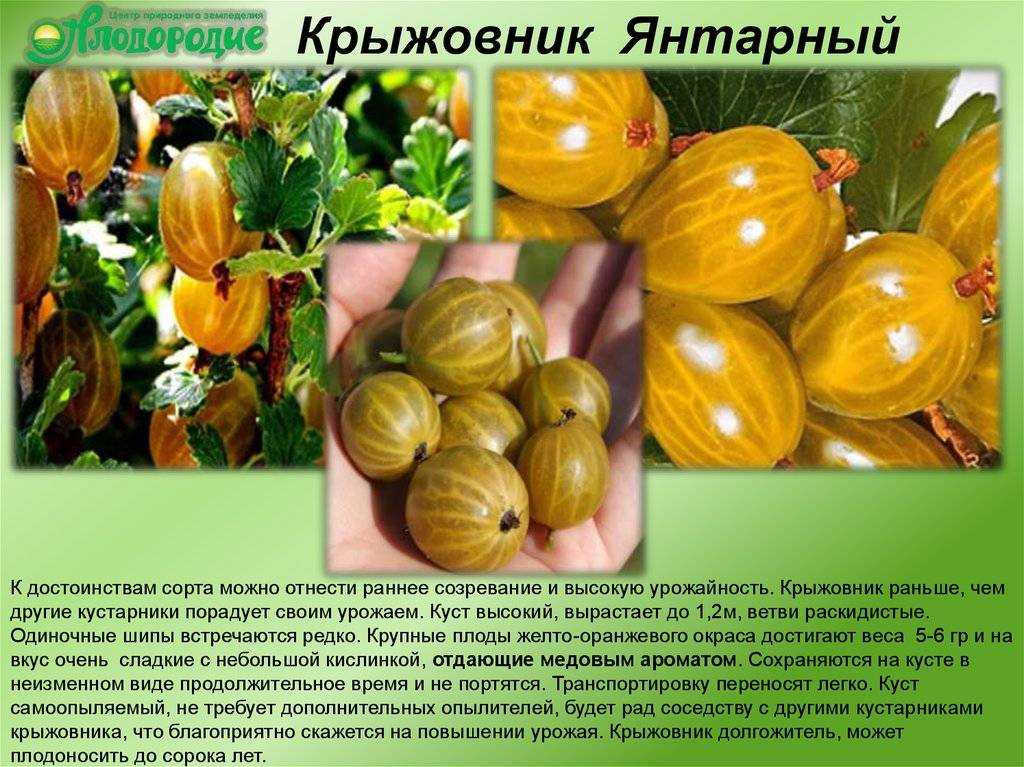Неколючие сорта крыжовника