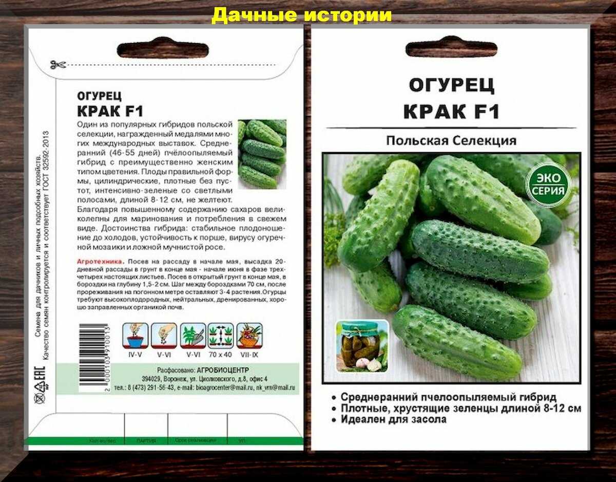 Лучшие сорта огурцов для открытого грунта