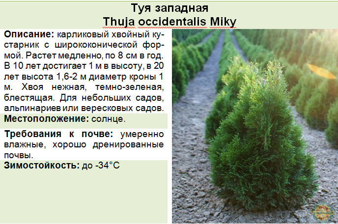 Сравниваем и выбираем лучшую тую для ландшафтного дизайна