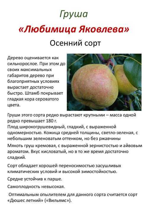 Сорта груш для подмосковья самые лучшие и описание сортов