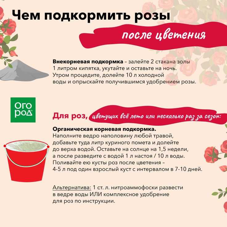 Удобрения для роз, какую подкормку лучше выбрать для садовой розы