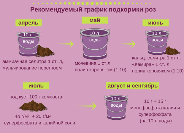 Чем подкормить розы - 10 лучших удобрений для пышного и обильного цветения королевы цветов, комплексные минеральные и натуральные