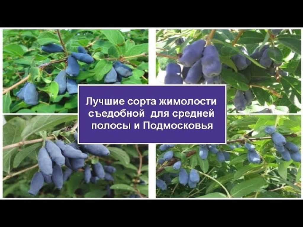 Лучшие сорта жимолости для Подмосковья, средней полосы —  по отзывам садоводов-любителей и экспертов Описание лучших сортов персика, фото, отзывы