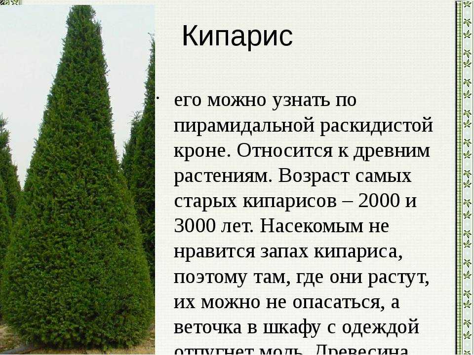 Пирамидальные, колоновидные и шаровидные сорта туи западной; особенности и использование в ландшафтном дизайне