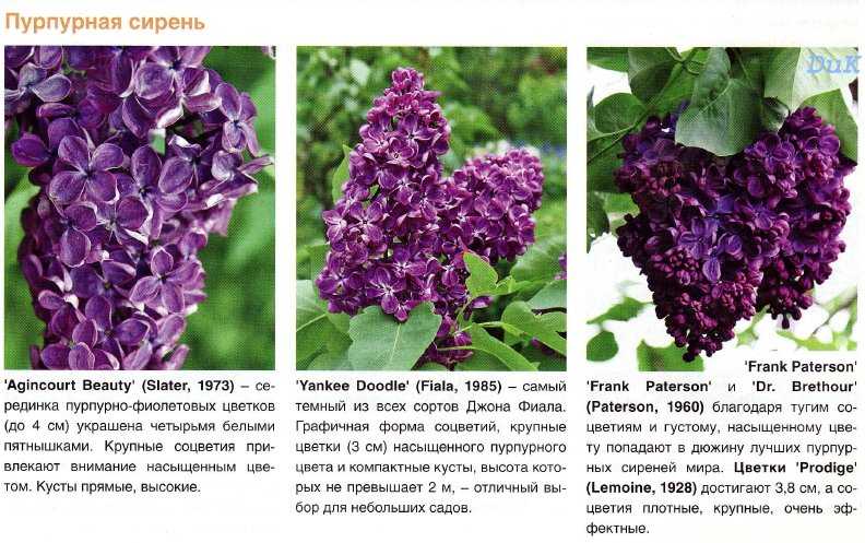Сирень - 103 фото популярной у садоводов венгерской сирени