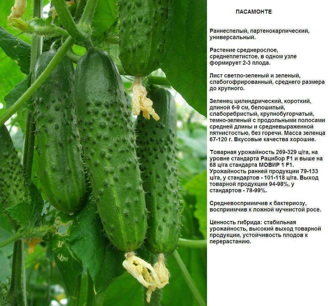Сорта огурцов для посадки в теплицу и открытый грунт: как правильно выбрать сорт огурцов, чтобы не разочароваться