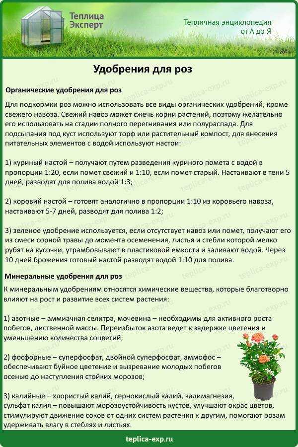 Удобрения для комнатных роз: чем подкормить цветы в горшке весной, летом и осенью, как часто это делать в домашних условиях и каких ошибок лучше не допускать?