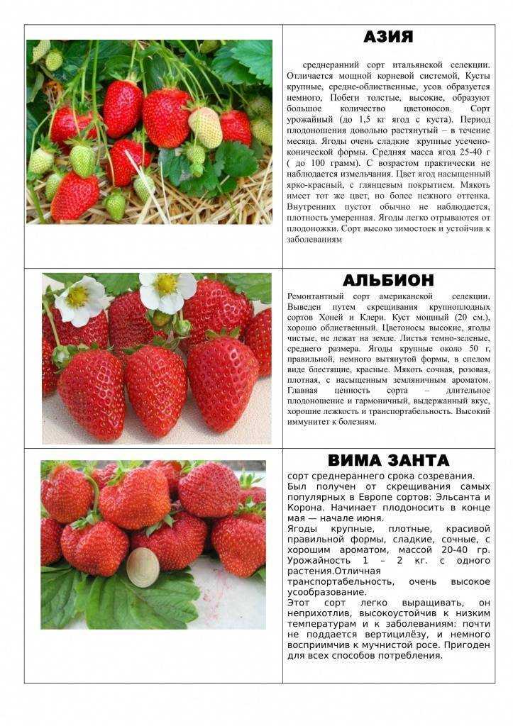Ранние сорта клубники: описания с фото и названиями лучших