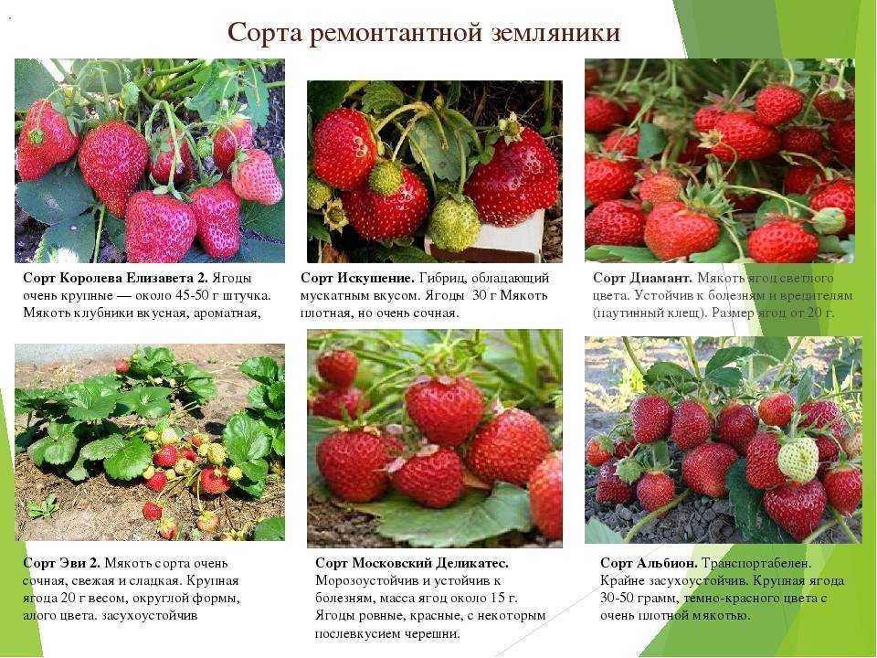 Лучшие сорта клубники для подмосковья для открытого грунта | всё о сотках