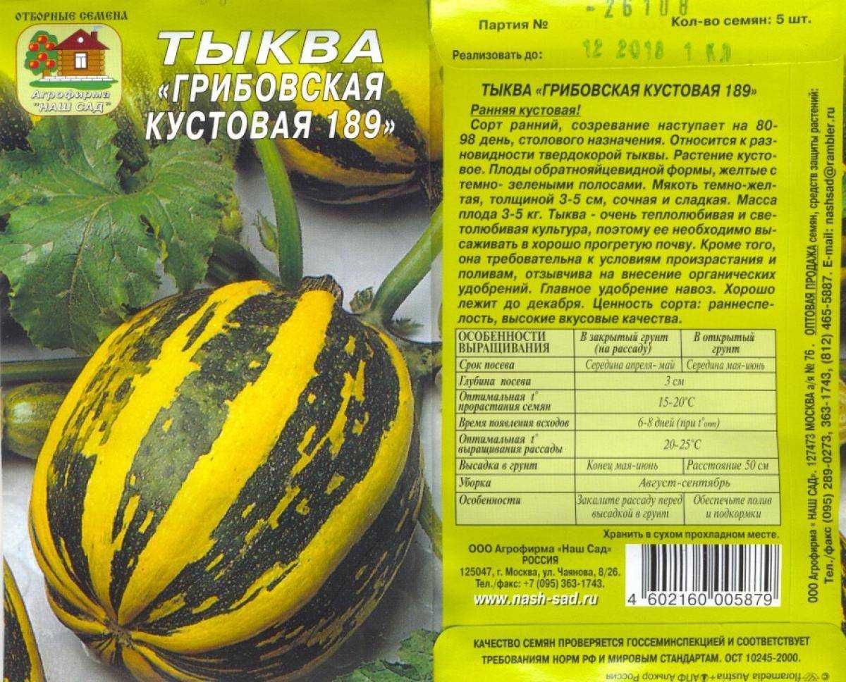 Лучшие сорта тыквы для россии и как их выбрать
