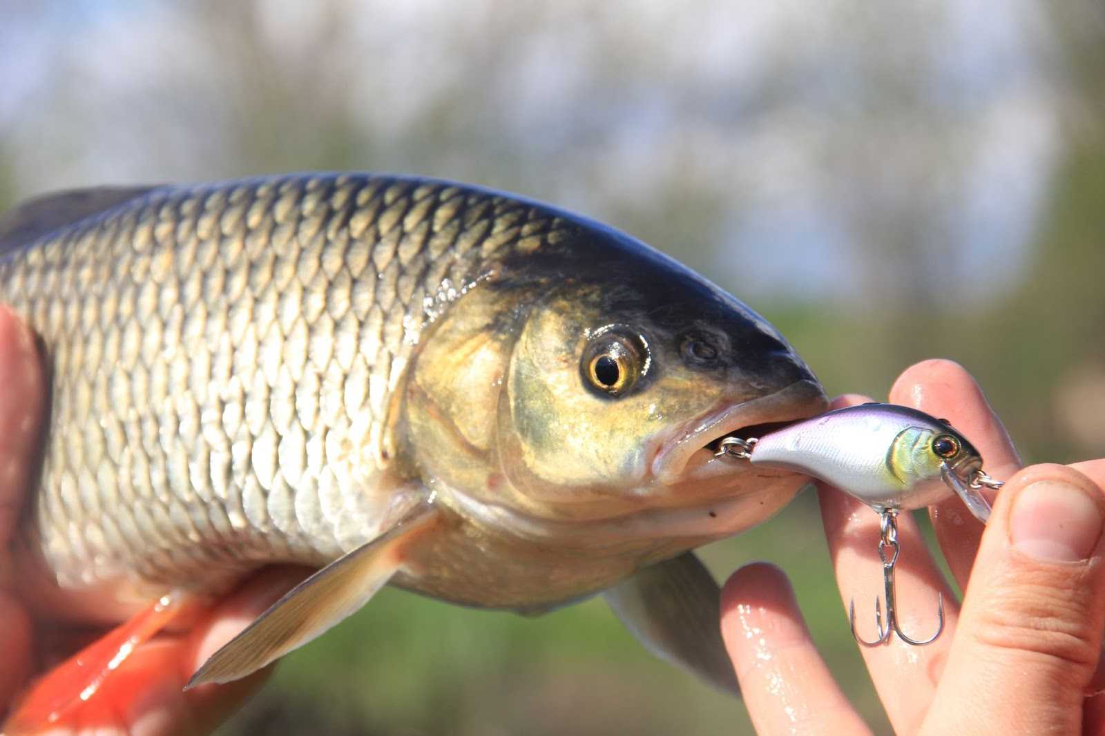 Как поймать голавля на воблер: инструкции по ловле, топ 10 самых уловистых приманок, критерии выбора