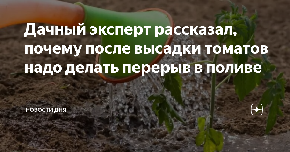 Какой грунт лучше для рассады