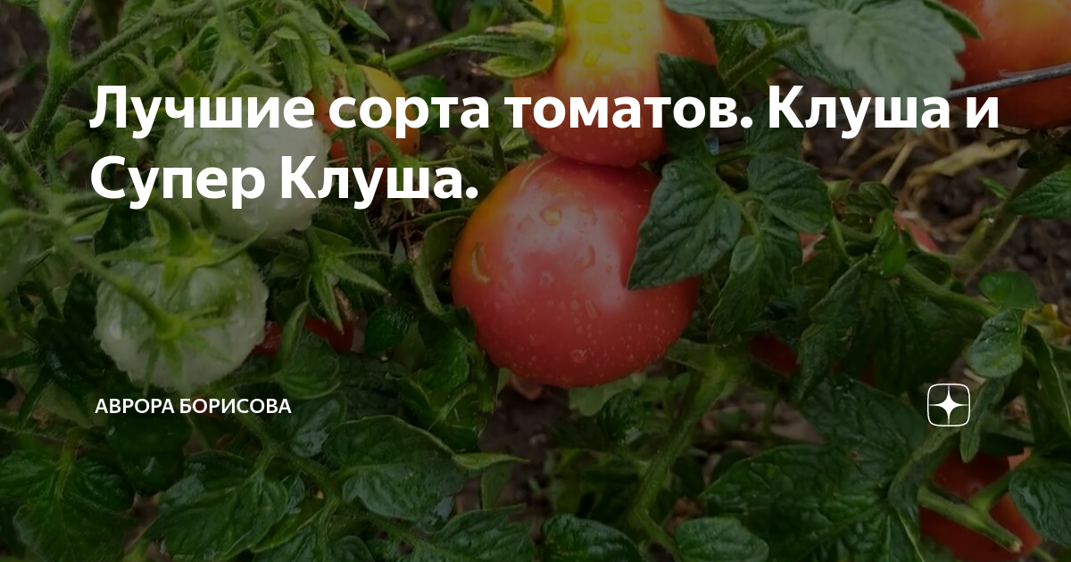 Помидоры черри: самые сладкие сорта, отзывы, фото и видео