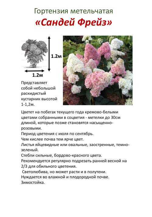 Гортензия метельчатая, черешковая, древовидная: лучшие сорта для подмосковья, фото с названиями