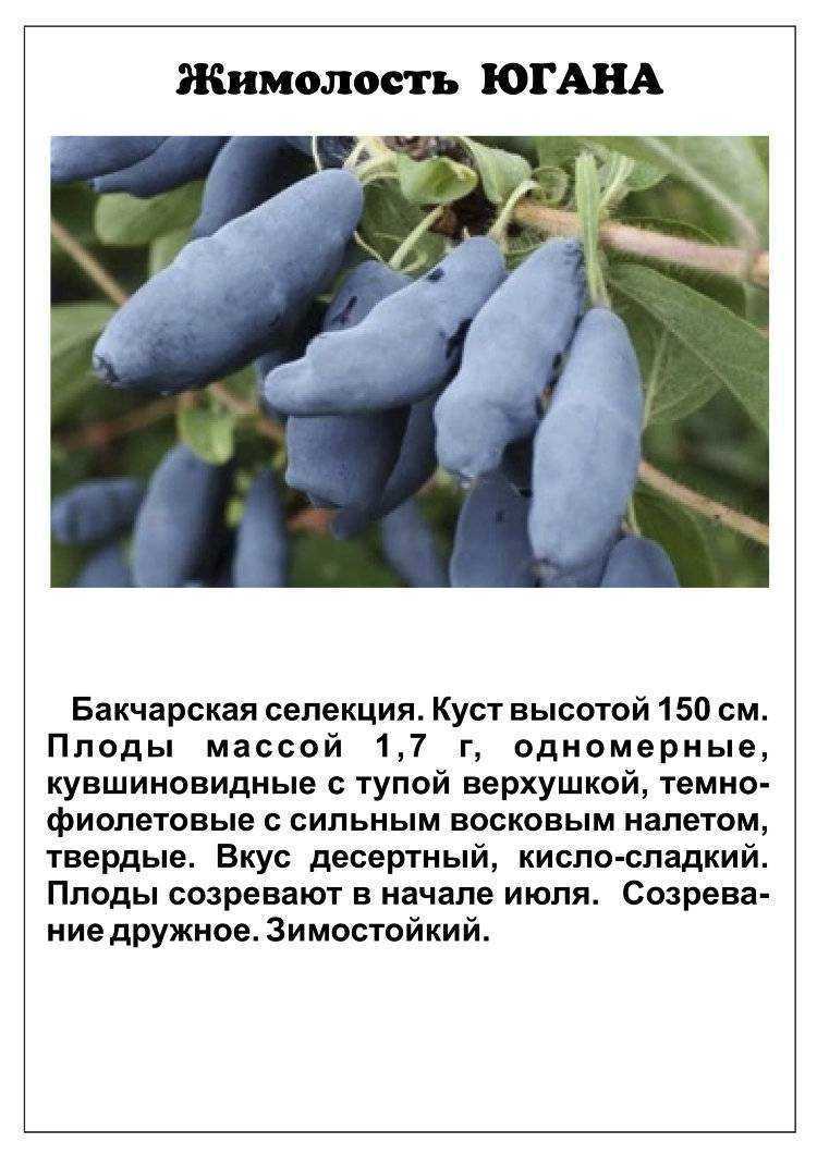 Съедобная жимолость — характеристики лучших сортов. фото — ботаничка