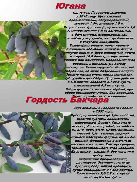 Лучшие сорта жимолости