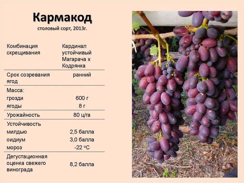 Сорта винограда для подмосковья - 20 самых лучших и вкусных, ранние, морозостойкие, неукрывные,технические,кишмиш, отзывы,выращивание и уход