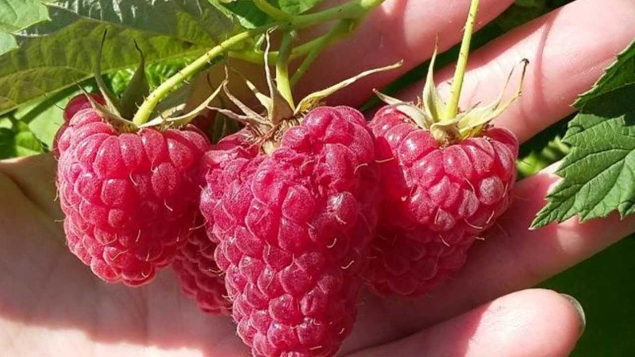 Выбираем сорта малины: самые зимостойкие, самые сладкие, желтоплодные и другие сорта малины на любой вкус