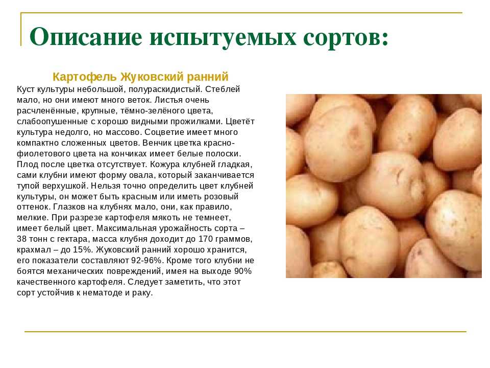 Какие сорта картофеля самые вкусные и урожайные