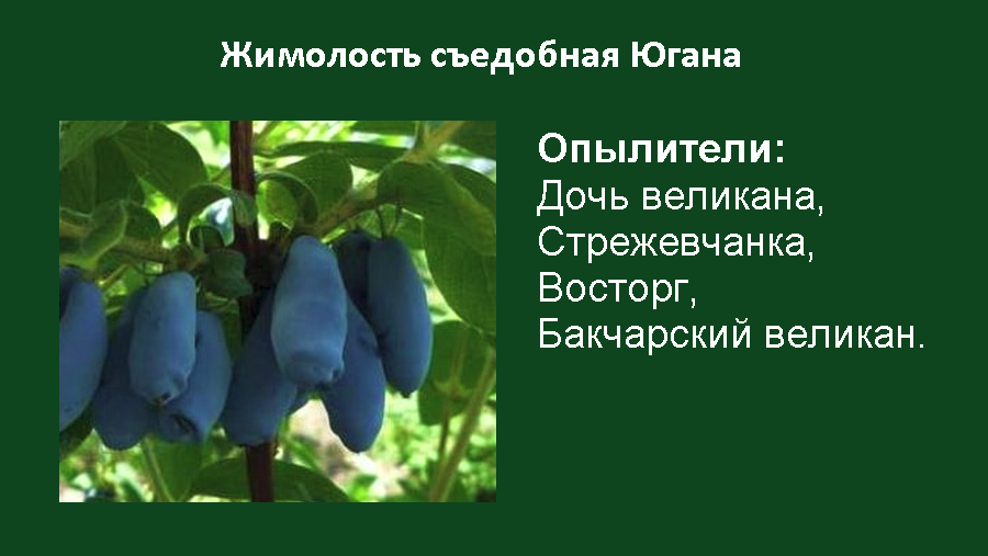 Лучшие сорта жимолости для подмосковья: крупные, сладкие, низкорослые, ранние и декоративные