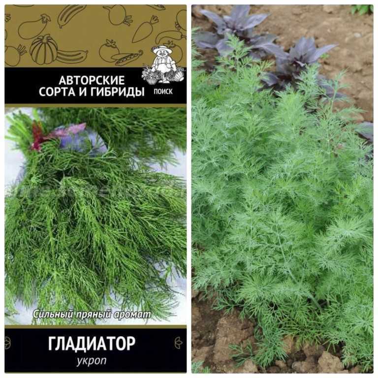 Кустовой укроп: сорта и их описание с фото, правила посадки и последующего ухода отзывы о лучших сортах