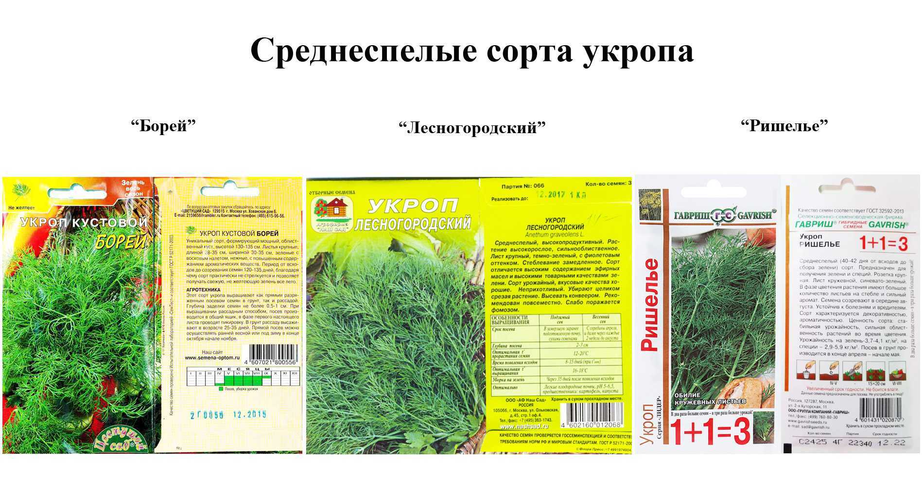 Посадка укропа под зиму в подмосковье: лучшие сорта для открытого грунта и теплицы