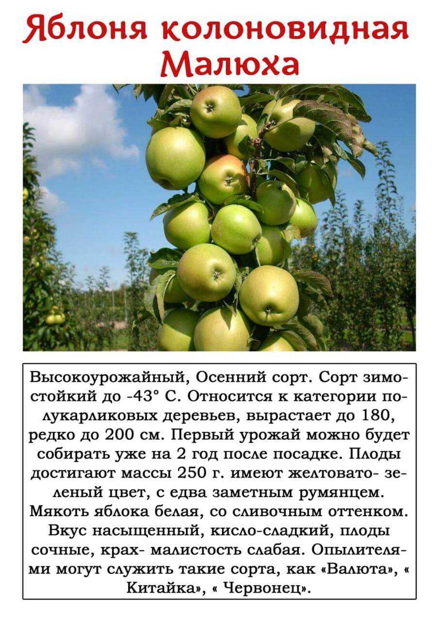 Сорта колоновидных яблонь: отзывы, описание и фотографии лучших, а также классификация на летние (ранние), осенние и зимние | tele4n.net
