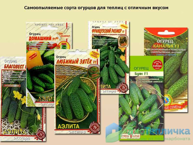 Лучшие сорта кабачков - 31 сорт с описанием и фото