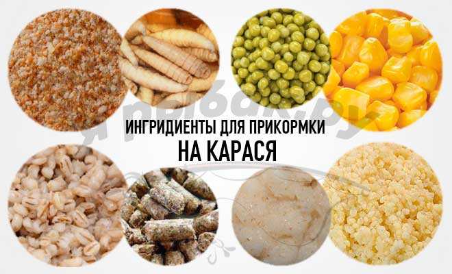 Правильная прикормка на карася своими руками и готовые смеси