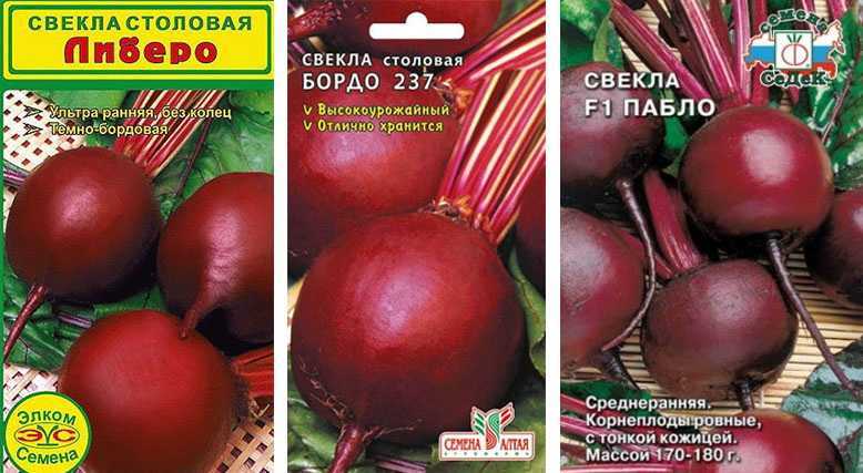 Лучшие сорта свеклы