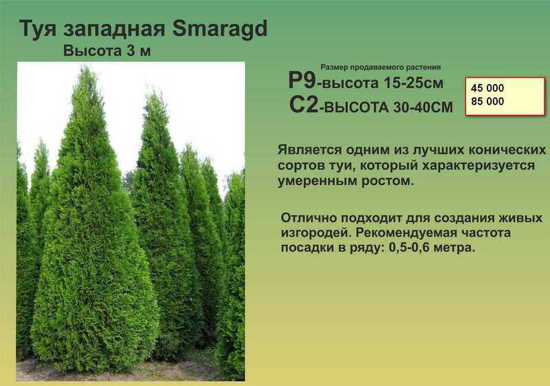 Самые зимостойкие туи — посадка, уход, стрижка