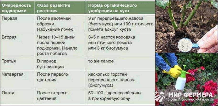 Удобрения для роз: весной, летом и осенью, виды и названия