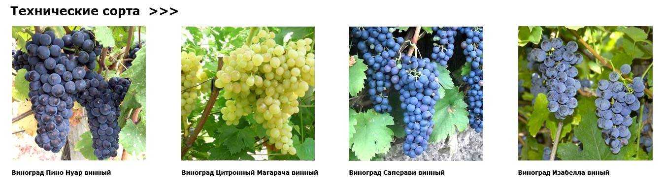 12 лучших винных сортов винограда для северного виноградника