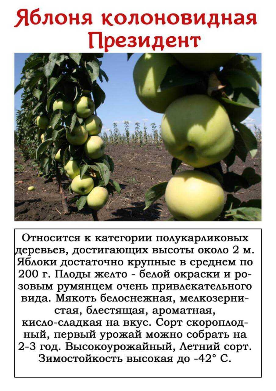 Сорта яблонь для ленинградской области: названия с фото и описанием, отзывы