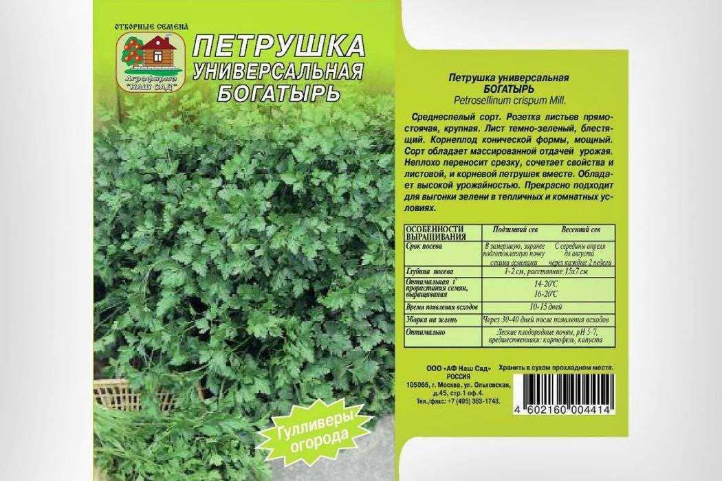 Сорта петрушки: самые урожайные и ароматные сорта для выращивания