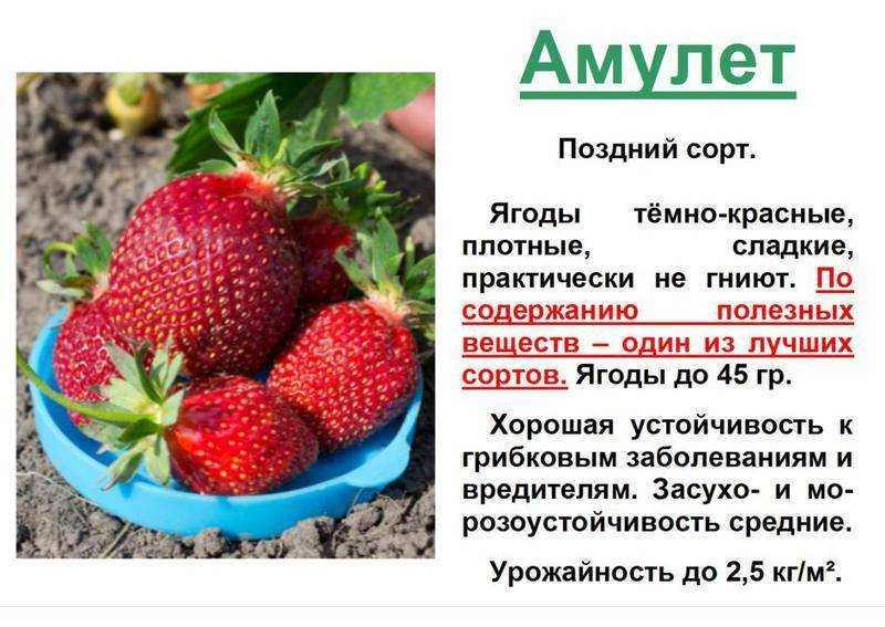 Лучшие сорта садовой земляники с названиями и описанием