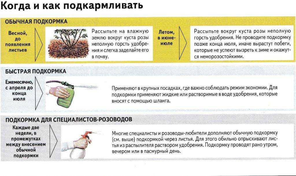 Обзор лучших удобрений для роз — по отзывам цветоводов Разбираемся, чем удобрять розы в разные сезоны
