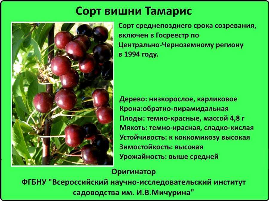Сорта вишни для средней полосы