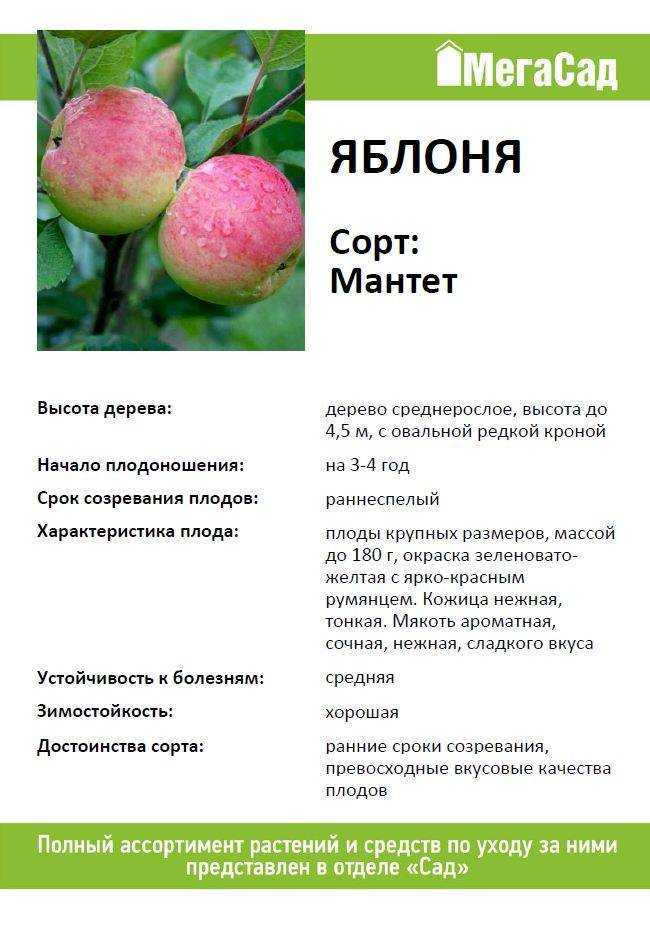 Лучшие сорта яблонь для ленинградской области