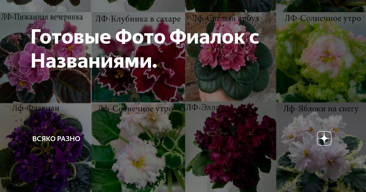 Фото и описания самых красивых сортов домашних фиалок всех цветов радуги, кроме одного