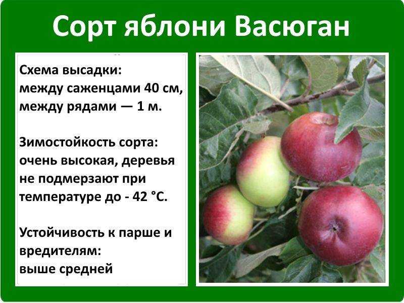 Лучшие 10 сортов яблонь для средней полосы