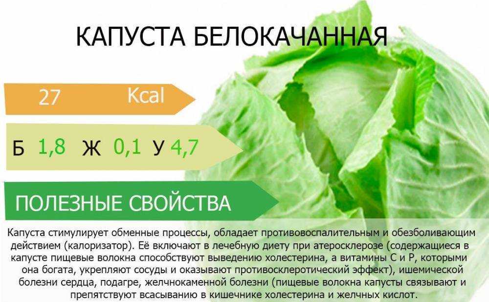 Как выращивать пекинскую капусту на даче  — советы и рекомендации