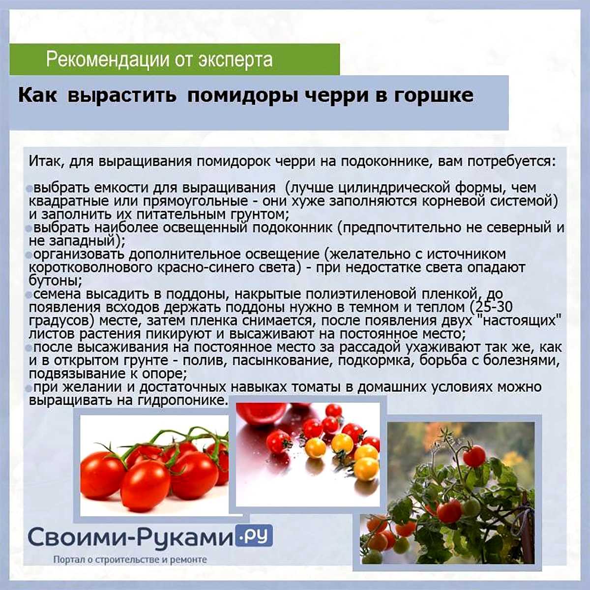Лучшие сорта томатов черри | tomatland.ru