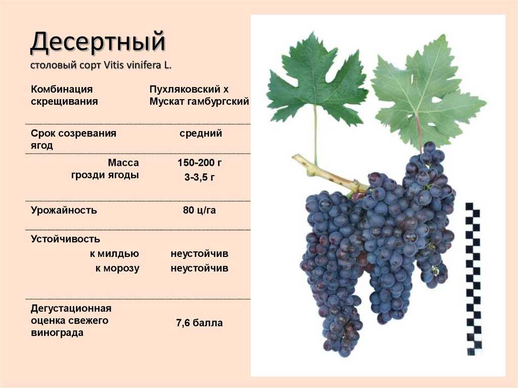 ᐉ новые сорта винограда для производства красных вин - виноград - roza-zanoza.ru