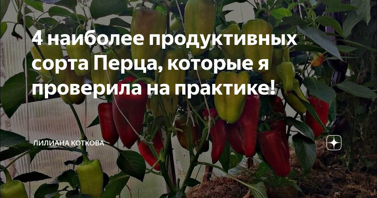 Лучшие сорта перца сладкого толстостенного для открытого грунта