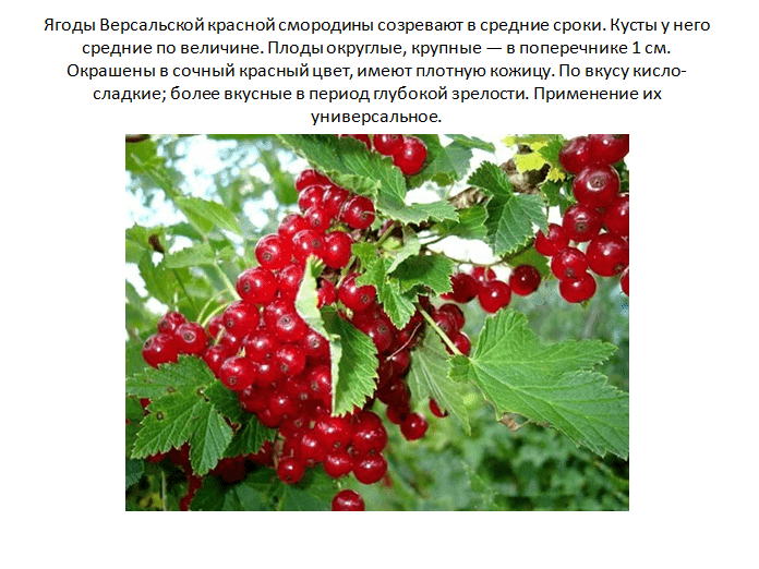 Черная смородина. лучшие сорта на supersadovnik.ru